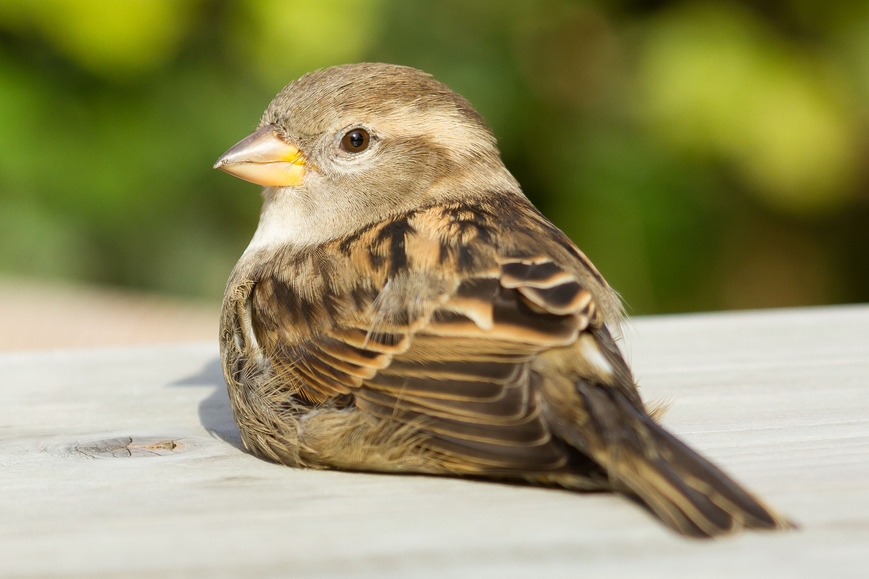 spatz englisch spatz englisch